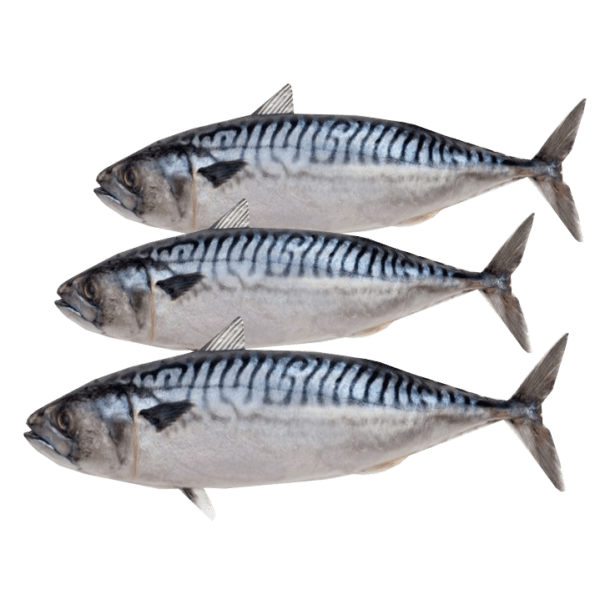 Titus Fish x3 (1kg) - Frozen.