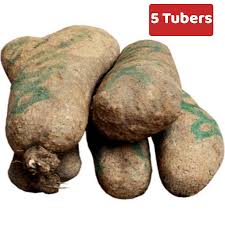 Fresh tubers of yam (5tubers)
